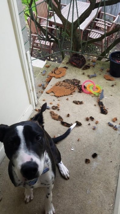 perrito destrozó un tapete 