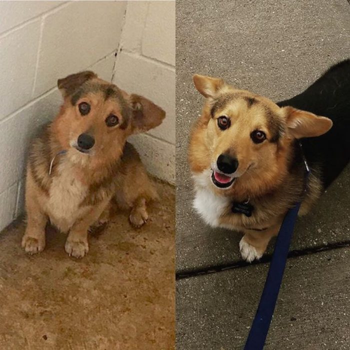 perrito corgi antes y despupes de ser adoptado