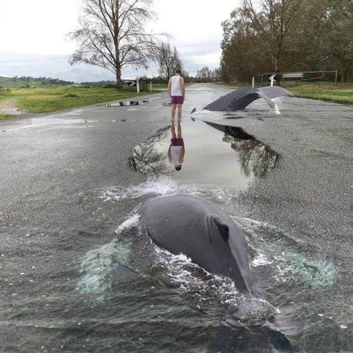 imagen surrealista de ballena en carretera