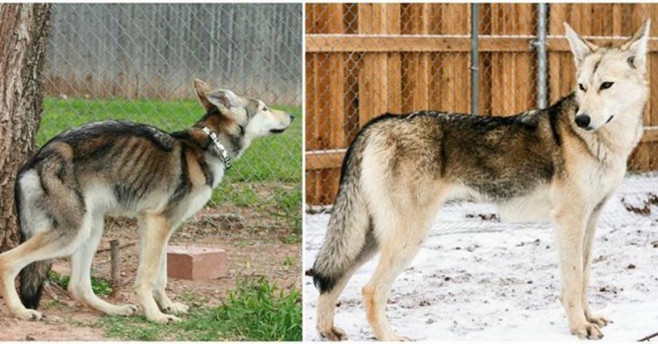 perro-lobo antes y después de ser adoptado