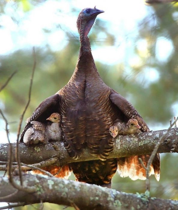 mamá pavo y sus polluelos 