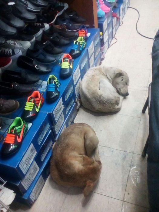 Zapatería permite que perros se resguarden de la lluvia