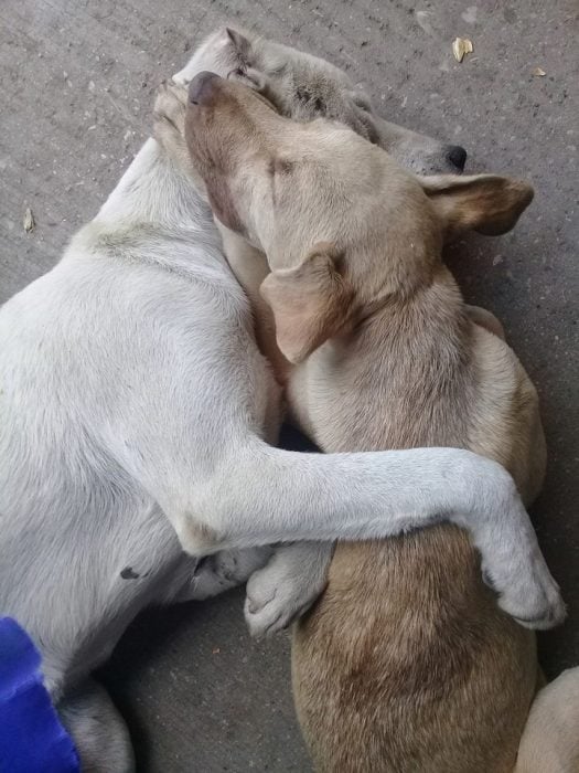 Zapatería permite que perros se resguarden de la lluvia