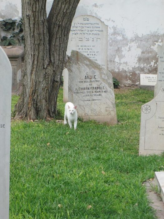 viejita y su gato 