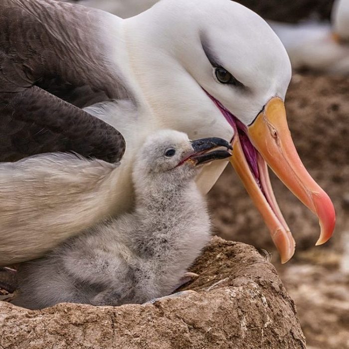 Una gaviota y su polluelo