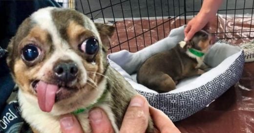 Cover Rescatan chihuahua de un criadero clandestino tras pasar 10 años enjaulado
