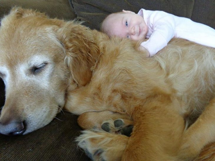 perritos y bebés amigos desde el primer día