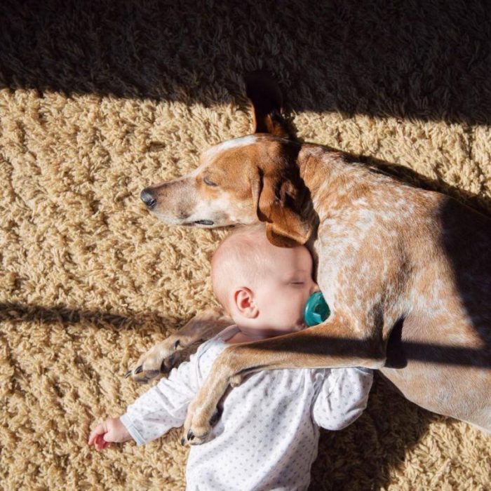 perritos y bebés amigos desde el primer día