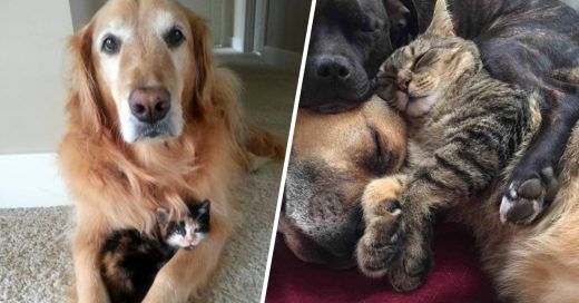 Cover Imágenes que comprueban que perros y gatos si pueden ser amigos