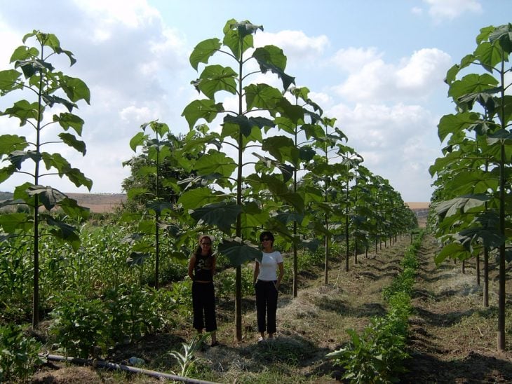 comparación de árbol kiri con personas 