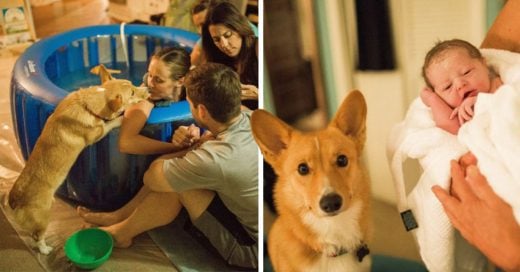 Cover sta madre dando a luz no se dio cuenta de que su corgi nunca se apartó de su lado