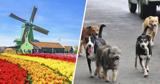 Cover Holanda es la primera región sin perros callejeros en el mundo