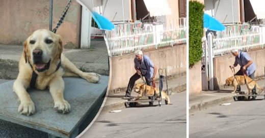 Cover Un hombre pasea todos los días a su perro discapacitado en un carrito