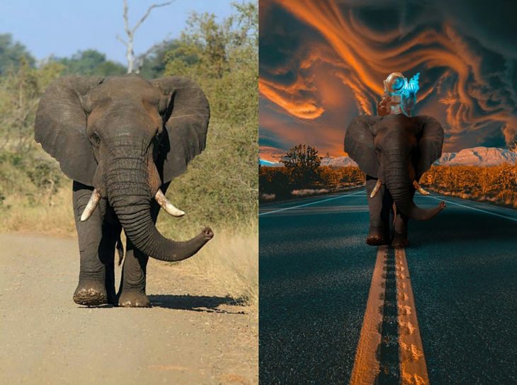 photoshop de elefante 