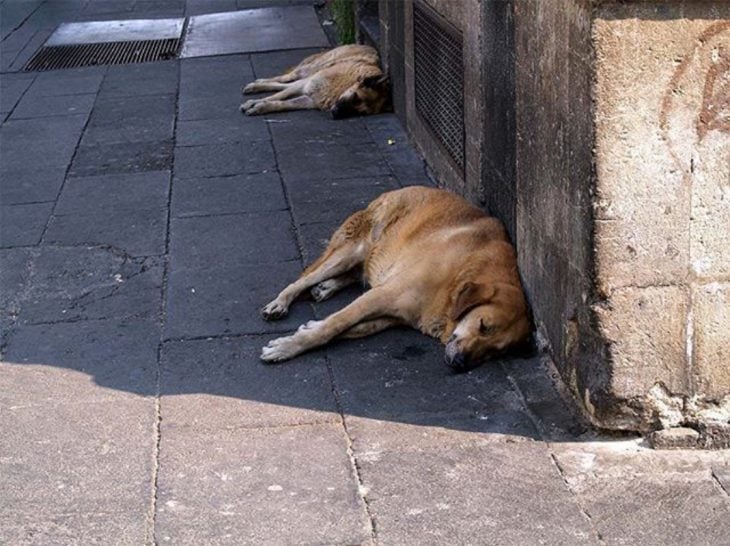 perritos callejeros recostados en la calle 