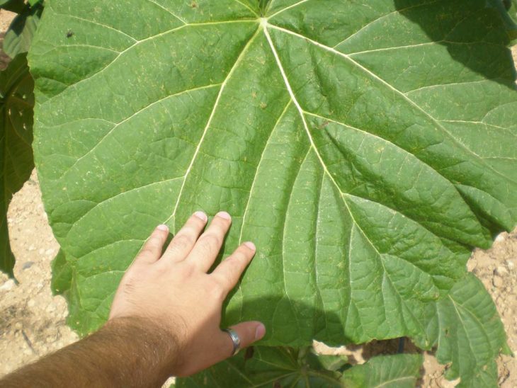 enorme hoja de kiri 