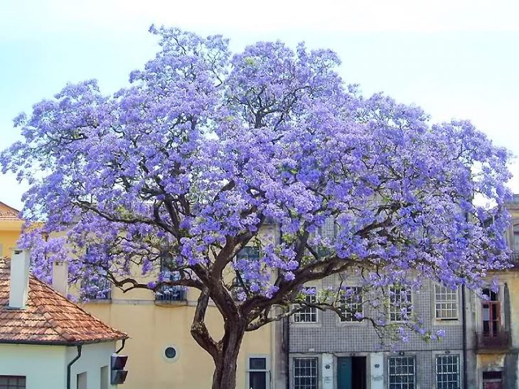 árbol floreado de kiri 