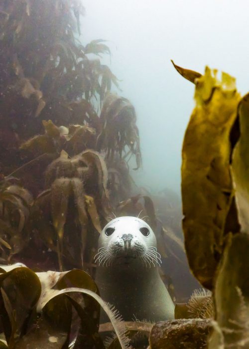 Fotografías bajo el agua ganadoras 2018 natgeo