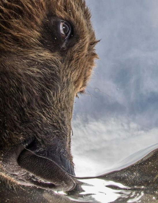 Fotografías bajo el agua 2018 natgeo