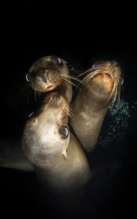 Fotografías bajo el agua 2018 natgeo