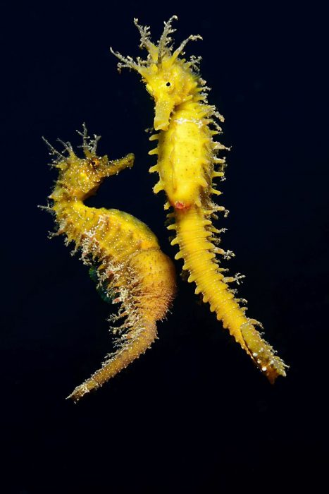 Fotografías bajo el agua 2018 natgeo