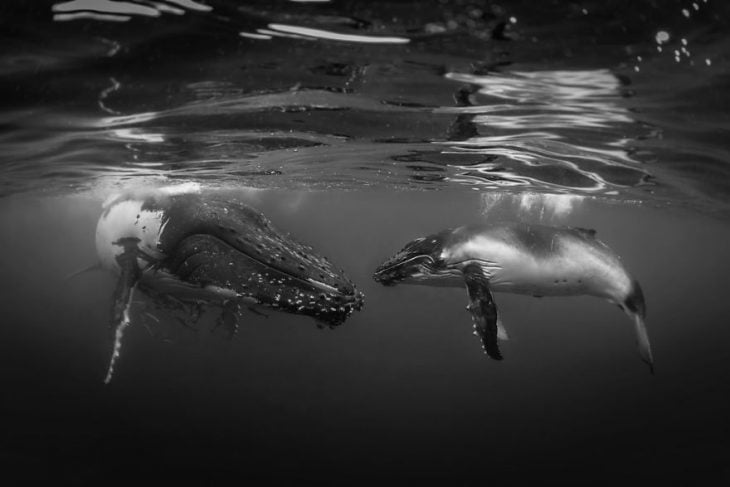 Fotografías bajo el agua 2018 natgeo