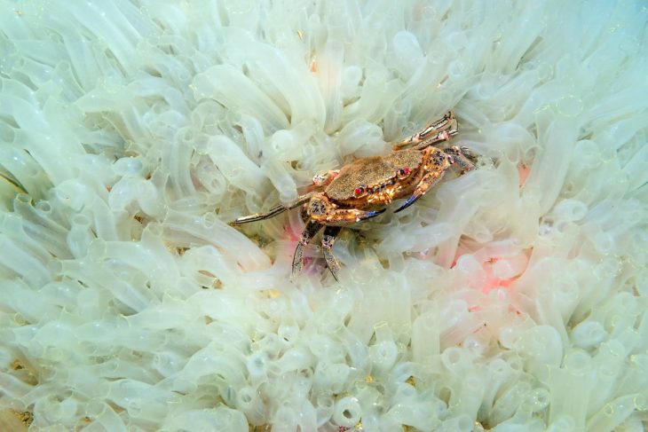 Fotografías bajo el agua 2018 natgeo