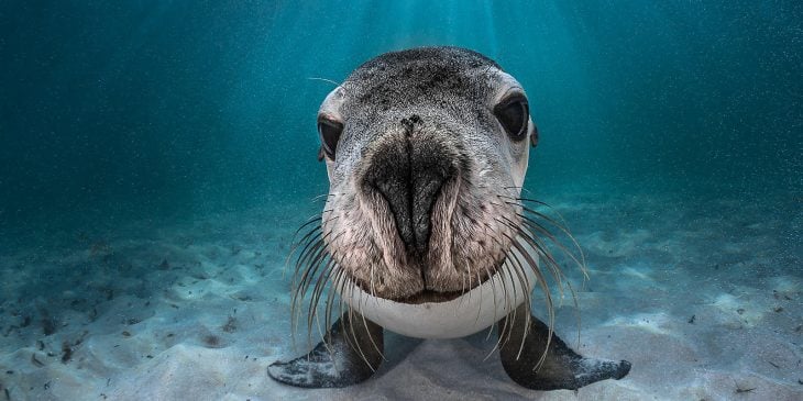 Fotografías bajo el agua 2018 natgeo