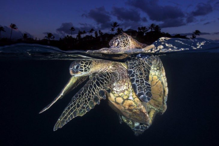 Fotografías bajo el agua 2018 natgeo