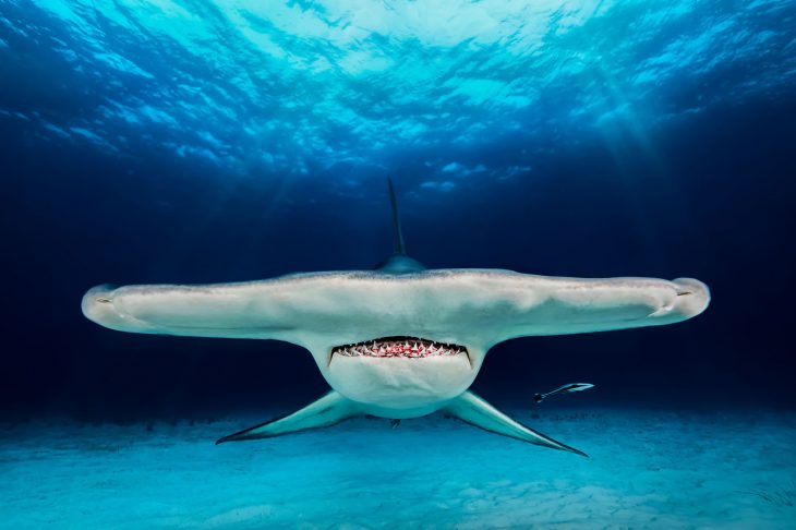 Fotografías bajo el agua 2018 natgeo