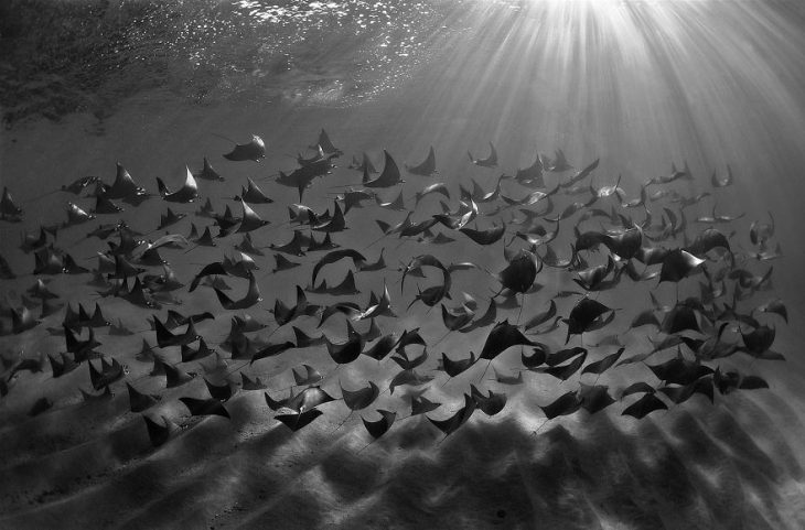 Fotografías bajo el agua 2018 natgeo