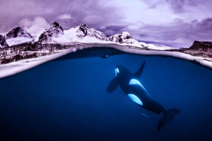 Fotografías bajo el agua 2018 natgeo