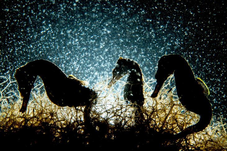 Fotografías bajo el agua 2018 natgeo