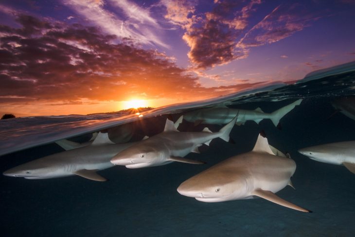 Fotografías bajo el agua 2018 natgeo