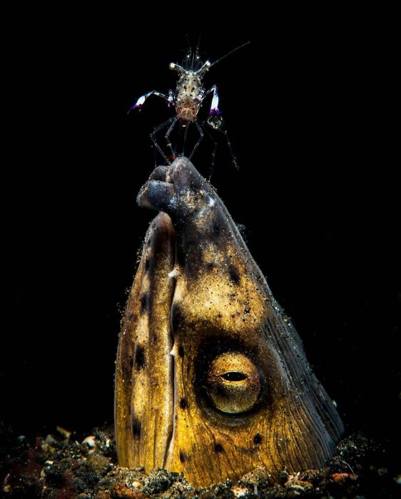 Fotografías bajo el agua 2018 natgeo