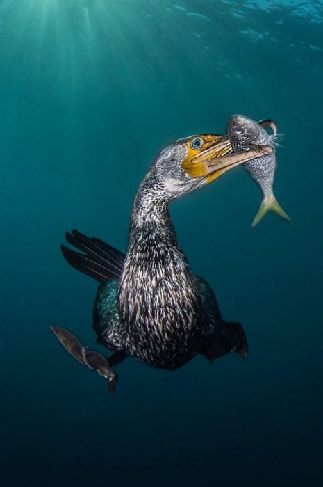 Fotografías bajo el agua 2018 natgeo