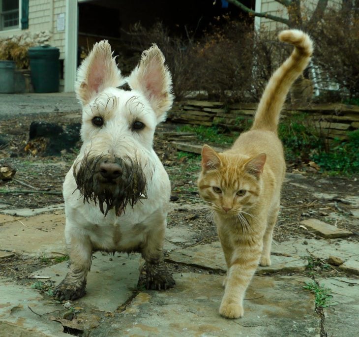 gato perro amigos