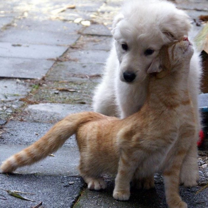 gato perro amigos