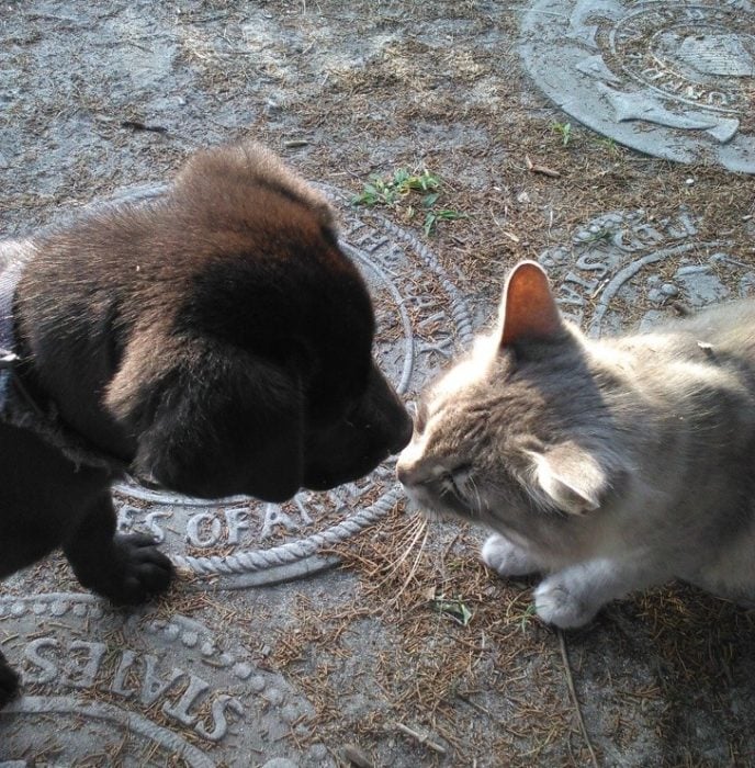 gato perro amigos