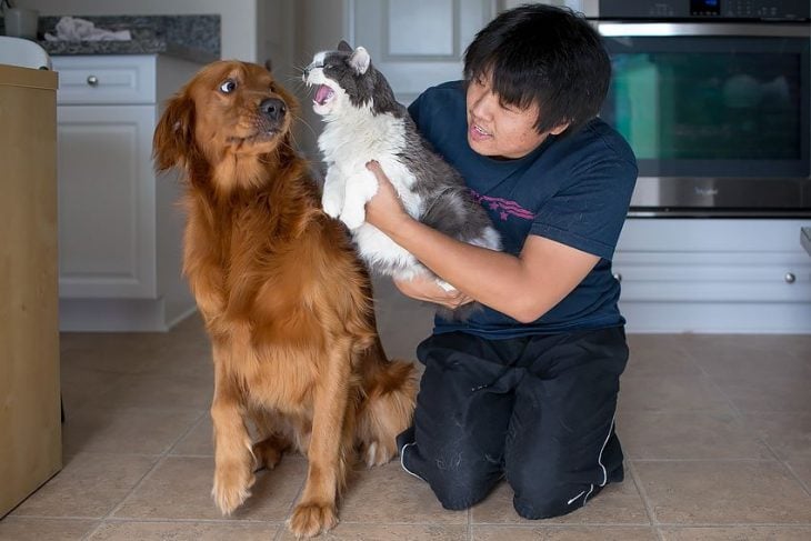 gato perro amigos