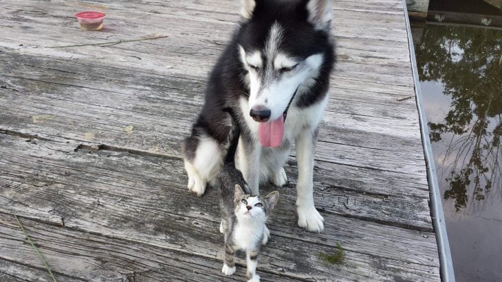 gato perro amigos