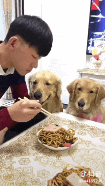 perritos pidiendo comida