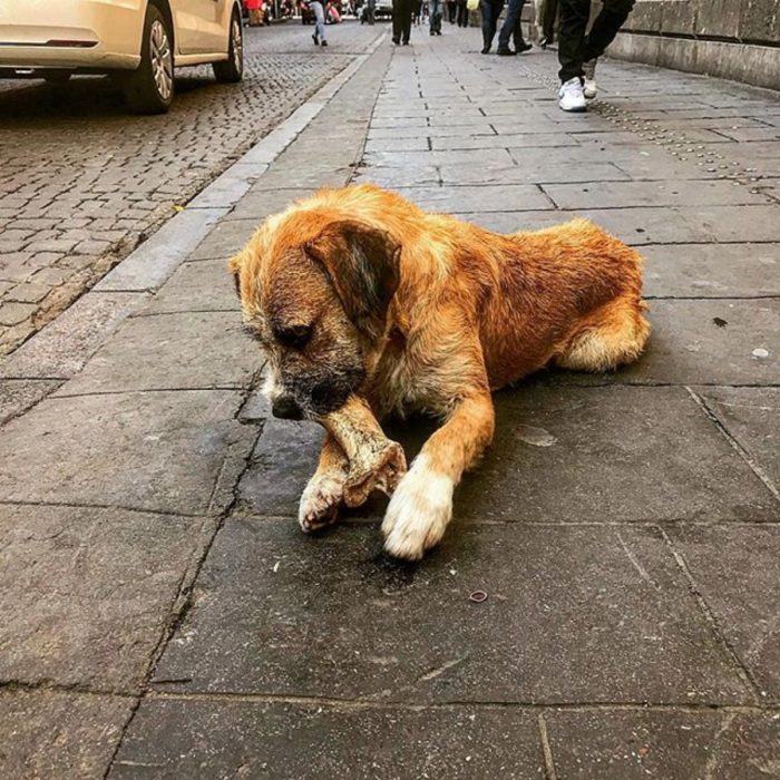 perrito mordiendo un hueso 