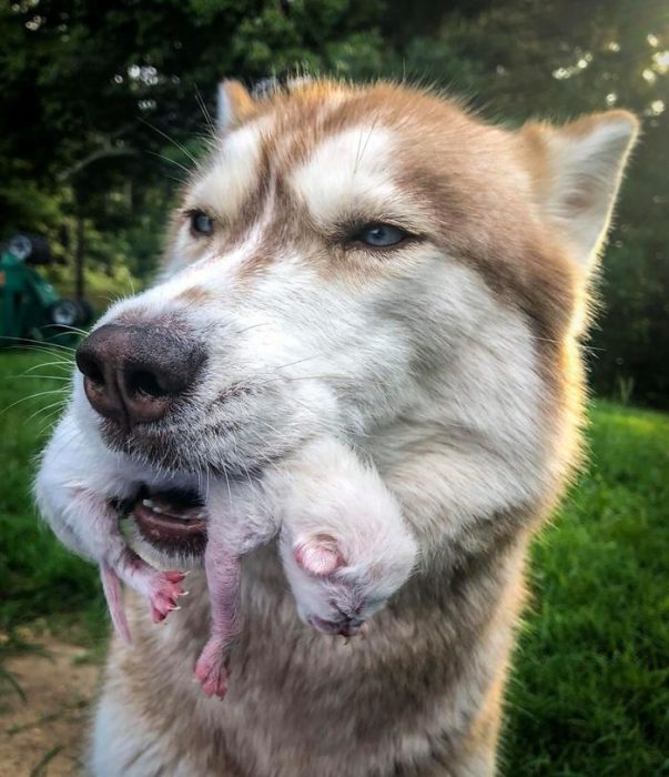 perro husky