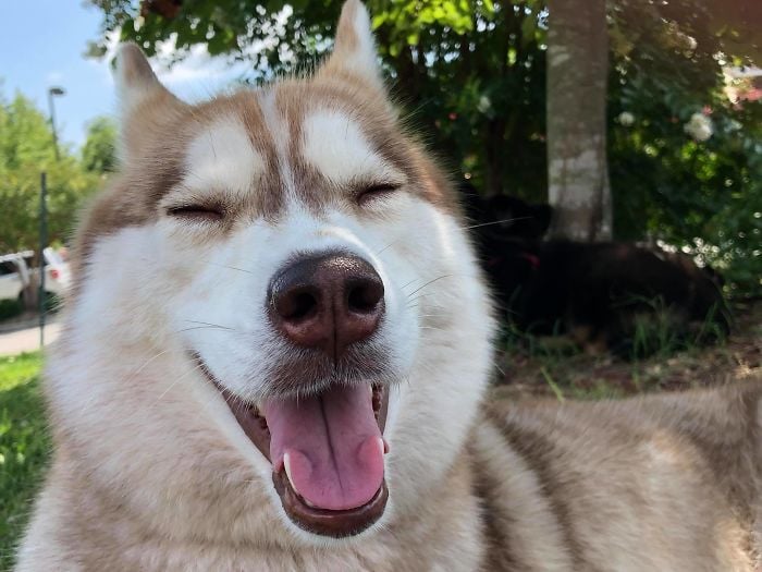 perro husky feliz