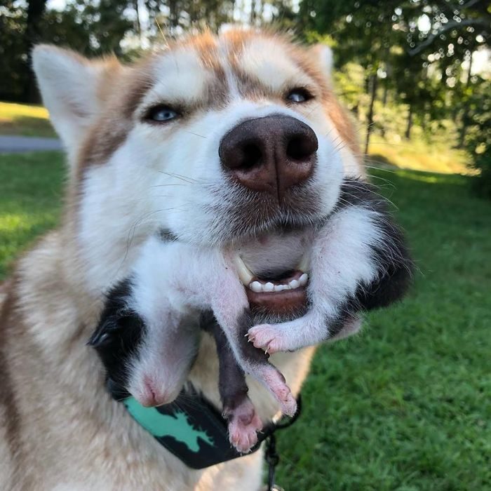 perro husky contento