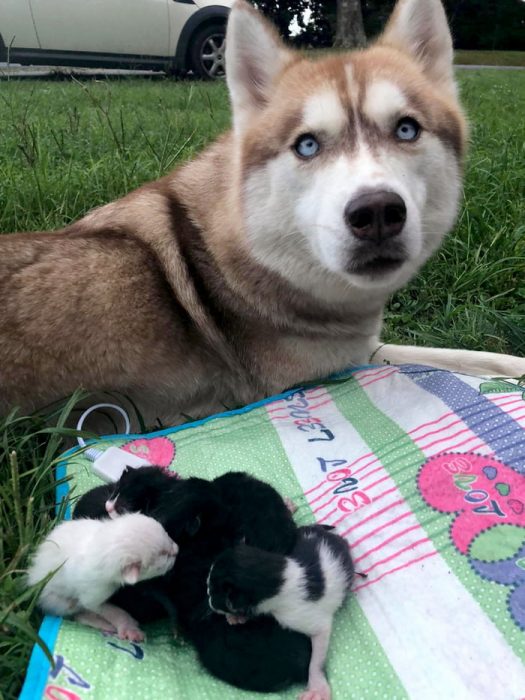 perro husky contento