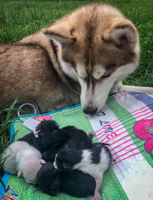 perro husky gatos