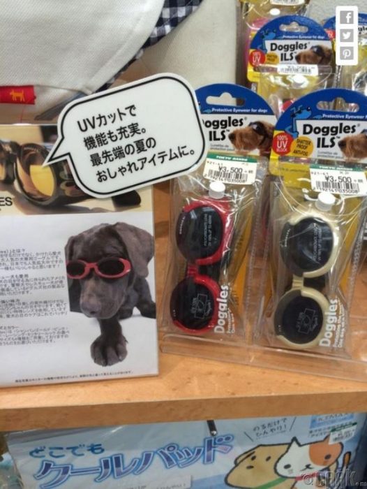 gafas para perros