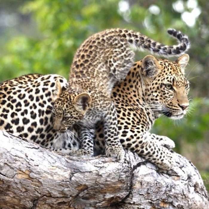 Mamá jaguar con su hijo hiperactivo